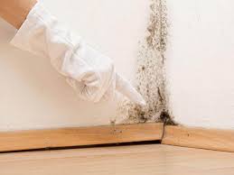 Professional Mold Remediation in Long Branch, VA